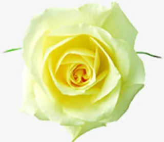 洁白绽放纯净开业花朵免抠