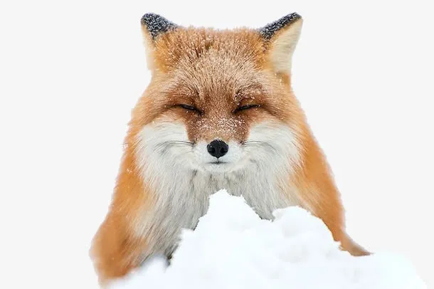 狐狸素材免抠