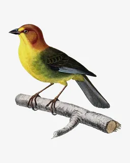 手绘中国风花鸟鸟儿免抠 手绘中国风花鸟鸟儿免抠