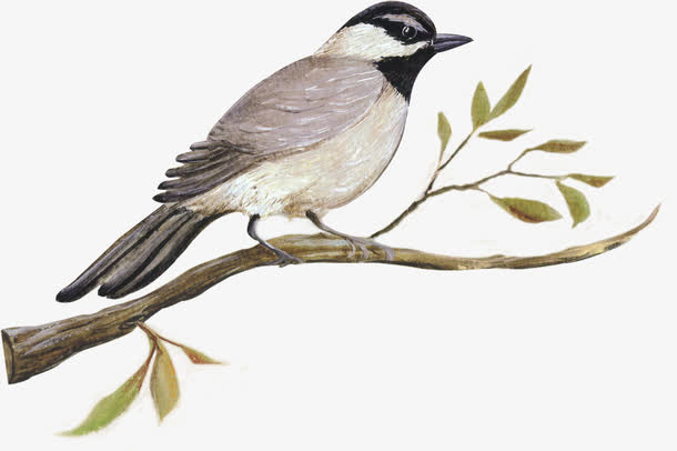 扁平风格合成效果手绘鸟类免抠