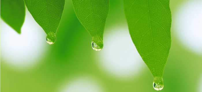 风景绿色水珠背景高清