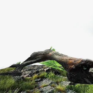 老树枯枝枯树干免抠