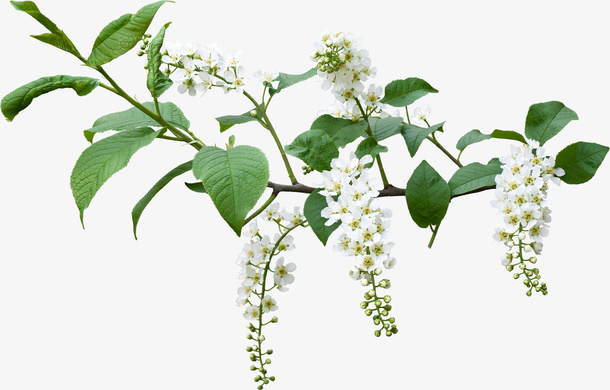 装饰图片ps花草素材免抠