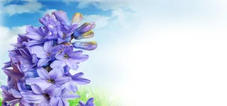 紫色鲜花背景高清