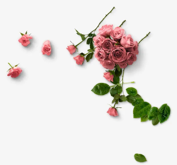 粉色玫瑰花玫瑰花球花朵叶子免抠