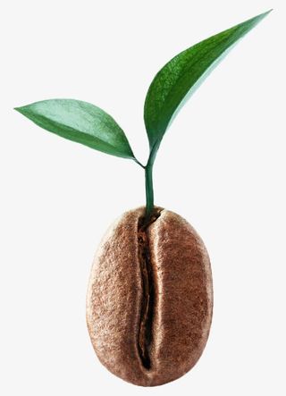 种子中萌发的嫩芽免抠