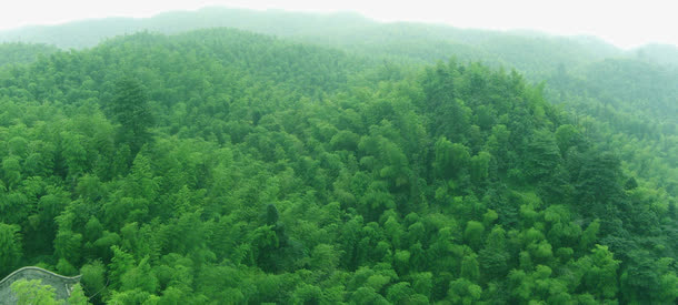 茶山竹海图片免抠