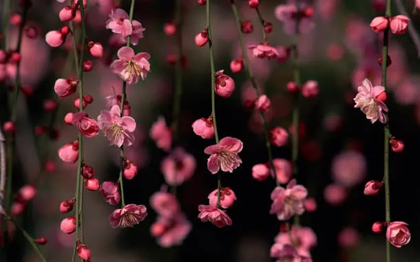 粉色桃花梦幻海报免抠