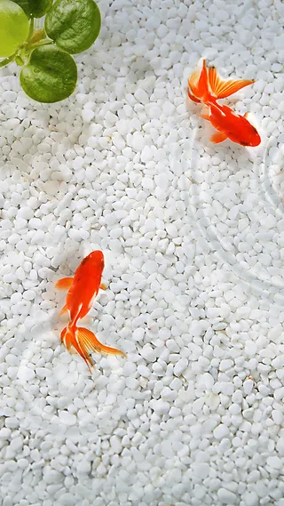 简约水养金鱼手机端H5背景高清