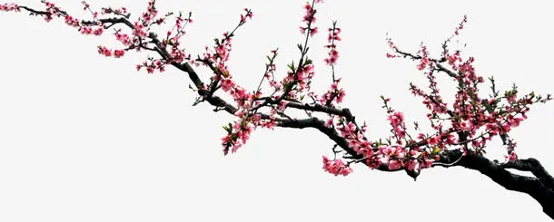水墨梅花免抠