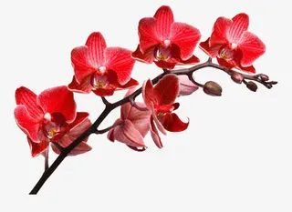 一束杜鹃花免抠