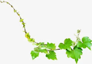 春天设计清爽树叶免抠