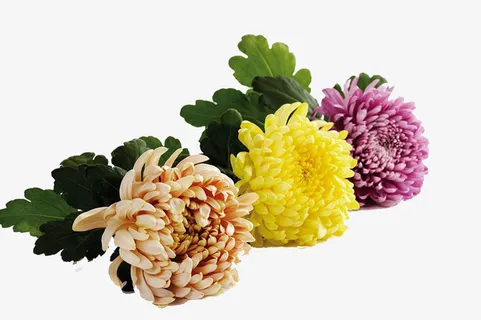 年菊花三色免抠