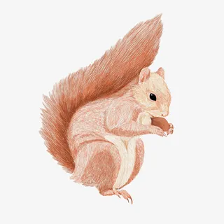 手绘卡通小松鼠插画免抠