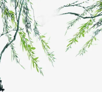 柳树免抠 柳树免抠