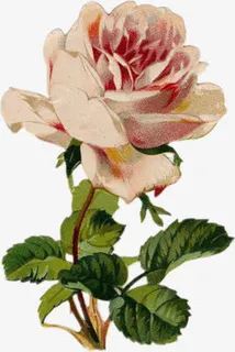 粉色花朵绿叶模糊装饰免抠