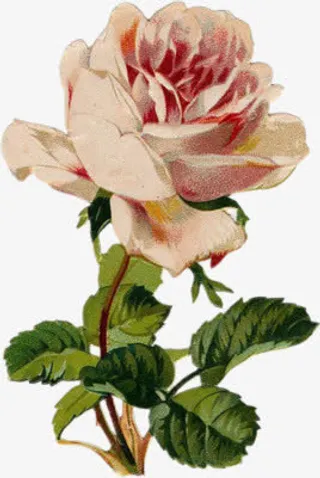 粉色花朵绿叶模糊装饰免抠