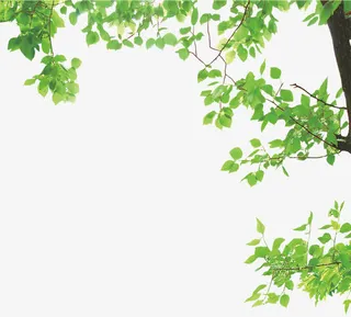 绿色树枝免抠