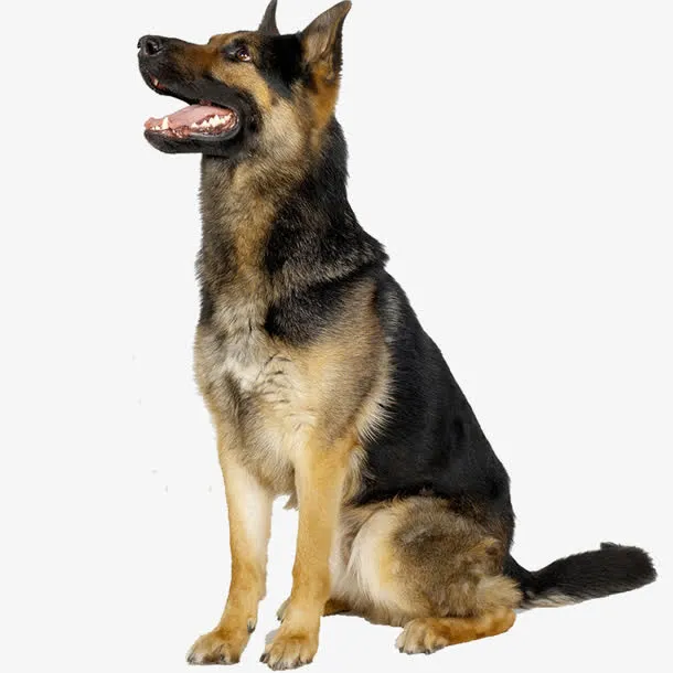 德国牧羊犬坐图免抠