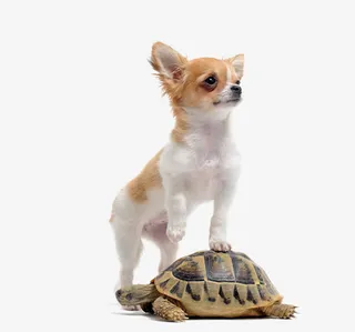 调皮的小狗素材图片免抠