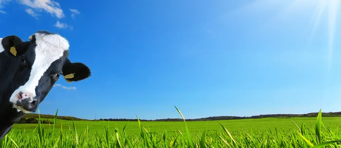 牛奶背景高清