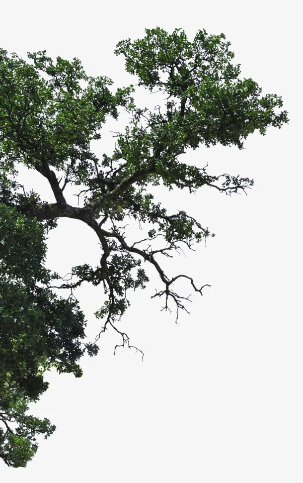 半边椴树枝图片素材免抠