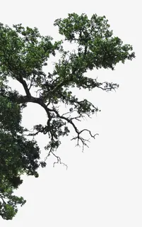 半边椴树枝图片素材免抠