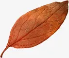 枯叶免抠