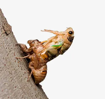 金蝉脱壳蜕变免抠
