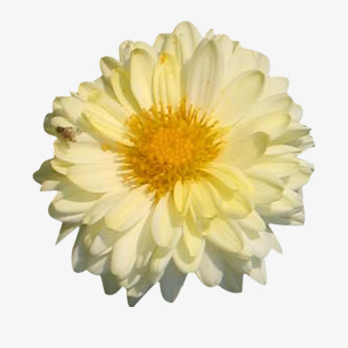 开花的杭白菊图片素材免抠