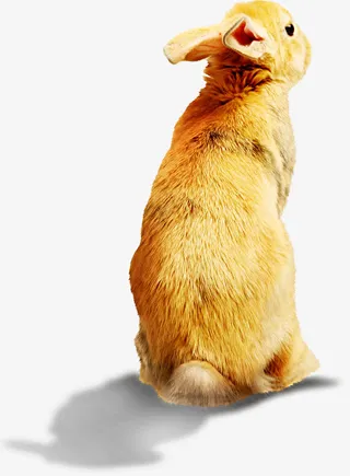 金色兔子背景金秋