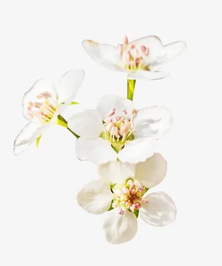 花卉梨花花瓣图片素材免抠