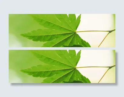 树叶背景 树叶背景