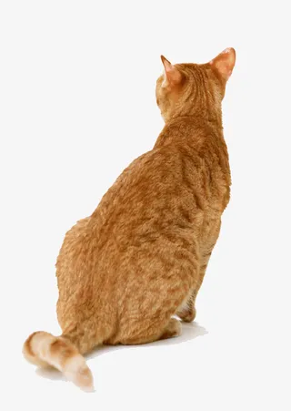 小萌猫坐着的呆萌背影图案免抠