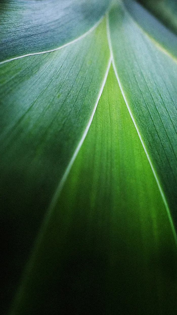 叶子H5背景高清