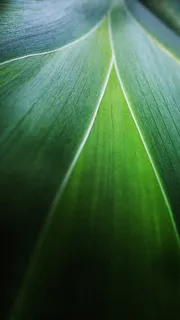 叶子H5背景高清