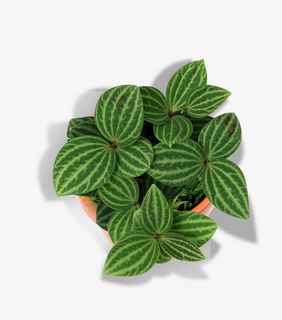 俯视的绿叶植物免抠