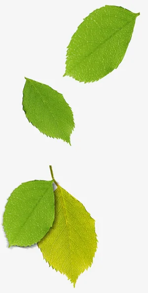 飘落的叶子免抠