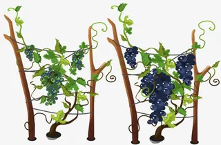 结满葡萄的架子免抠