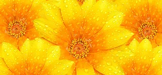 黄色花背景高清