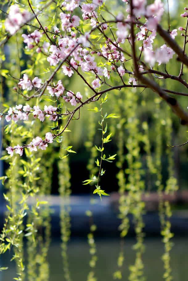 粉色桃花绿色叶子免抠