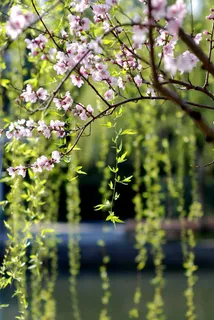 粉色桃花绿色叶子免抠 粉色桃花绿色叶子免抠