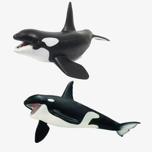 海洋动物免抠