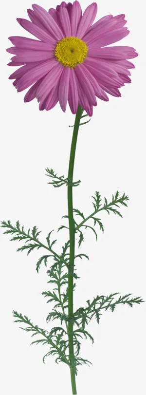 花卉图案素材卡通装饰图片免抠