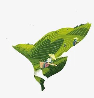 采茶女孩在采茶免抠