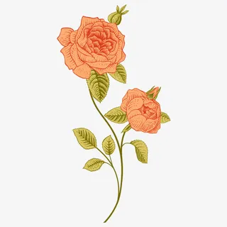 手绘玫瑰花 玫瑰叶免抠