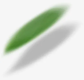 模糊叶子 叶子阴影免抠