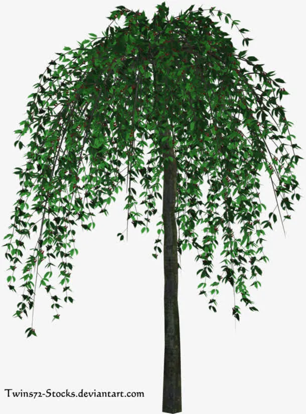 绿色柳树春天绿树免抠