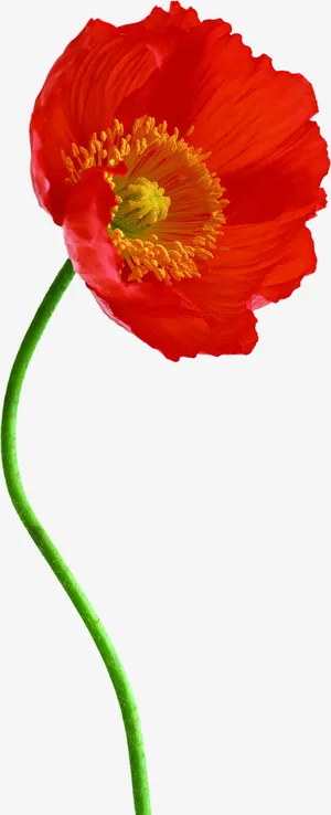 红色卡通夏日花朵设计免抠