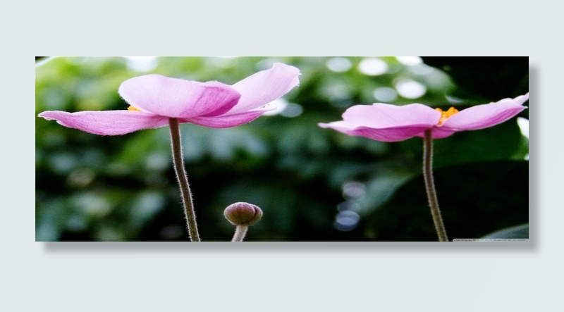 唯品 淘宝banner高清